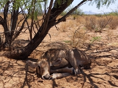 Oryx gazella