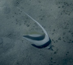 Heniochus acuminatus
