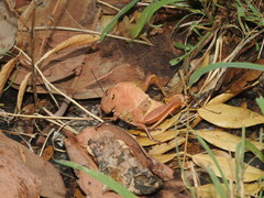 Teratodes brachypterus