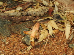 Teratodes brachypterus