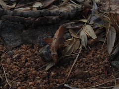 Teratodes brachypterus