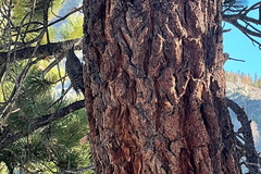 Sphyrapicus thyroideus