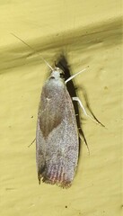 Xylorycta haplochroa