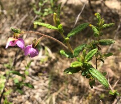Thomasia petalocalyx
