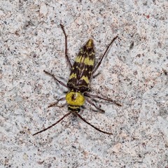 Megacyllene antennata