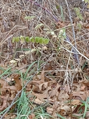 Robinia pseudoacacia
