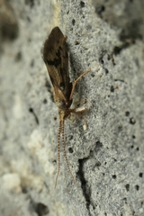 Pycnocentrodes aeris