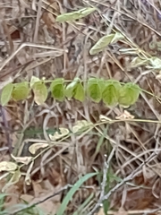 Robinia pseudoacacia