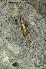 Pycnocentrodes aeris