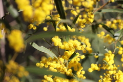 Acacia macradenia