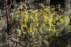 Acacia macradenia