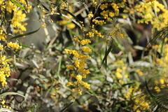 Acacia macradenia