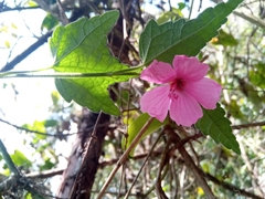 Hibisceae