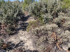 Arctostaphylos sensitiva