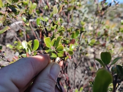 Arctostaphylos sensitiva