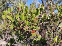 Arctostaphylos sensitiva