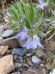 Eremophila freelingii