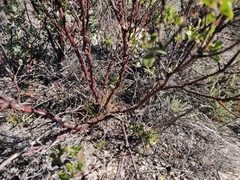 Arctostaphylos sensitiva