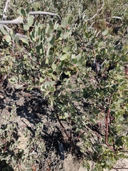 Arctostaphylos silvicola