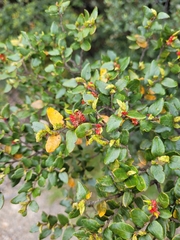 Nothofagus cliffortioides