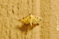 Ategumia ebulealis