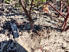 Arctostaphylos silvicola