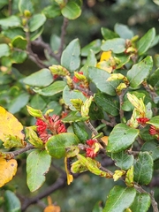 Nothofagus cliffortioides