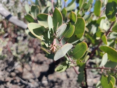 Arctostaphylos silvicola