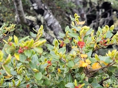 Nothofagus cliffortioides