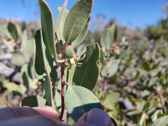 Arctostaphylos silvicola