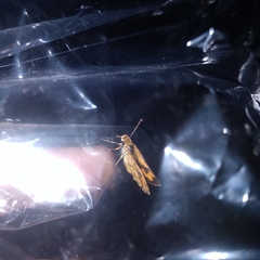 Ampittia dioscorides