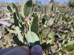 Arctostaphylos silvicola