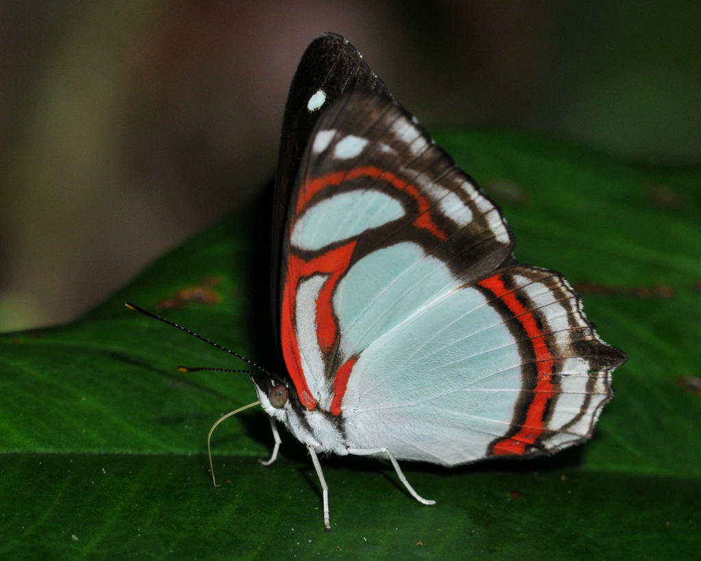Common Redring