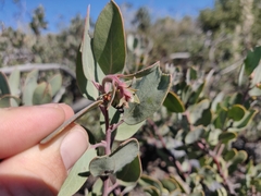 Arctostaphylos silvicola