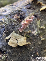 Trichaptum abietinum