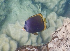 Chaetodon flavirostris