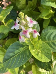 Pseuderanthemum maculatum