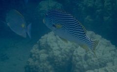 Plectorhinchus lineatus