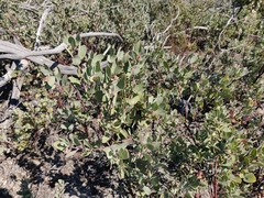 Arctostaphylos silvicola
