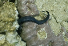 Emydocephalus annulatus