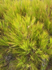 Dracophyllum