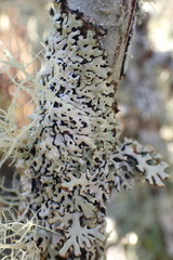 Menegazzia subsimilis