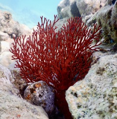 Melithaea ochracea