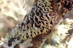 Menegazzia