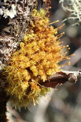 Plenogemma phyllantha