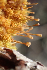 Plenogemma phyllantha