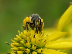 Andrena aliciae