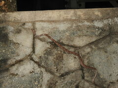 Lycodon anamallensis