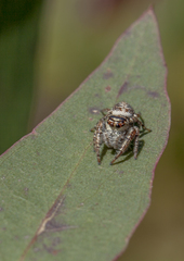 Opisthoncus quadratarius