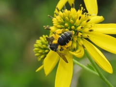Andrena aliciae